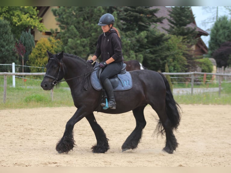 Fell pony Mare 10 years 14,1 hh Black in Santok