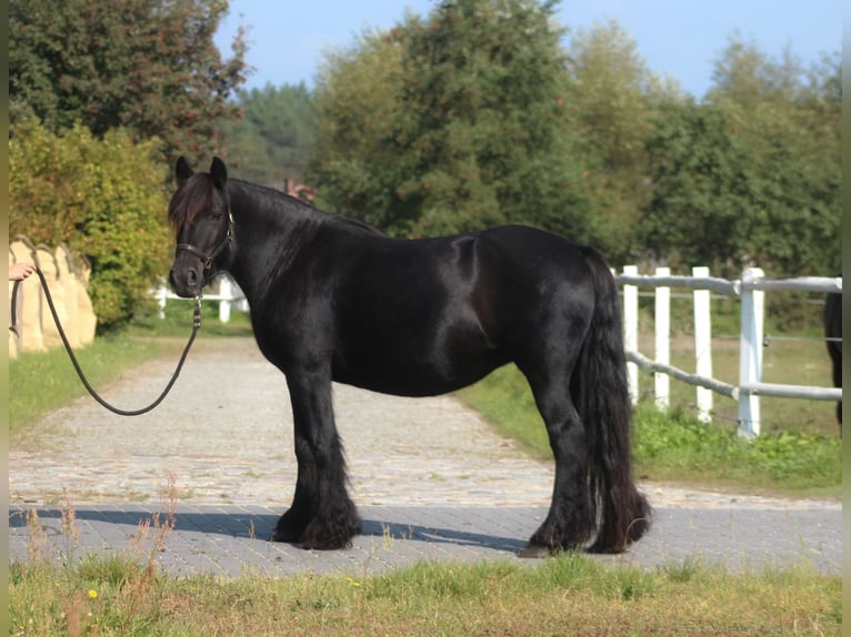 Fell pony Mare 10 years 14,1 hh Black in Santok