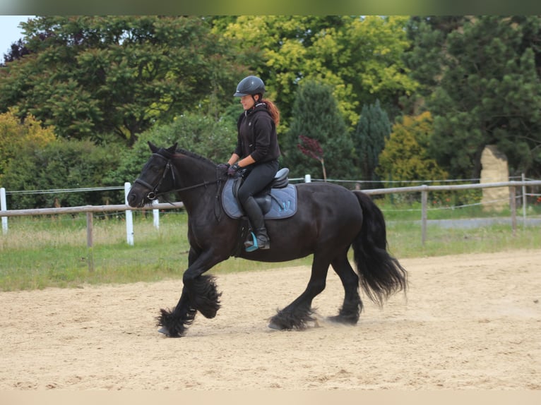 Fell pony Mare 10 years 14,1 hh Black in Santok