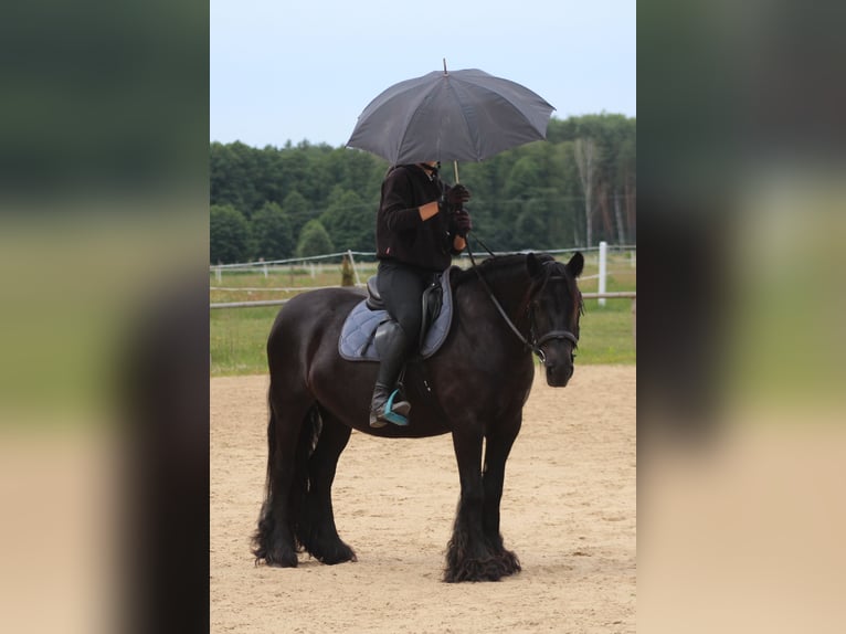 Fell pony Mare 10 years 14,1 hh Black in Santok