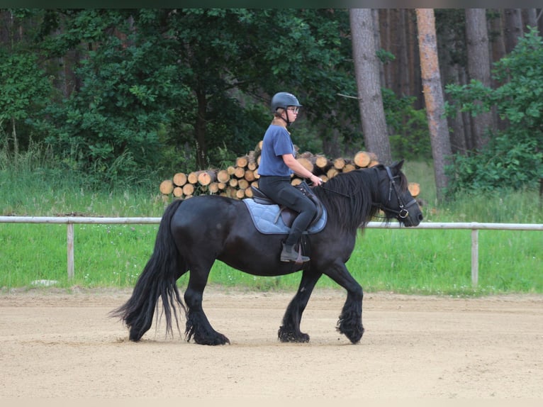 Fell pony Mare 10 years 14,1 hh Black in Santok