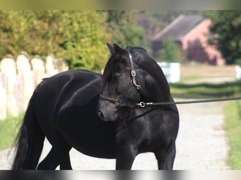 Fell pony Mare 10 years 14,1 hh Black in Santok