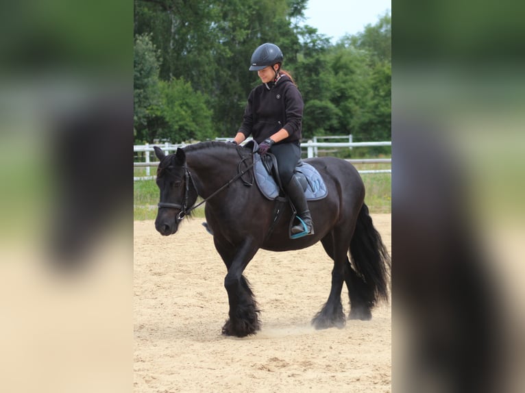 Fell pony Mare 10 years 14,1 hh Black in Santok