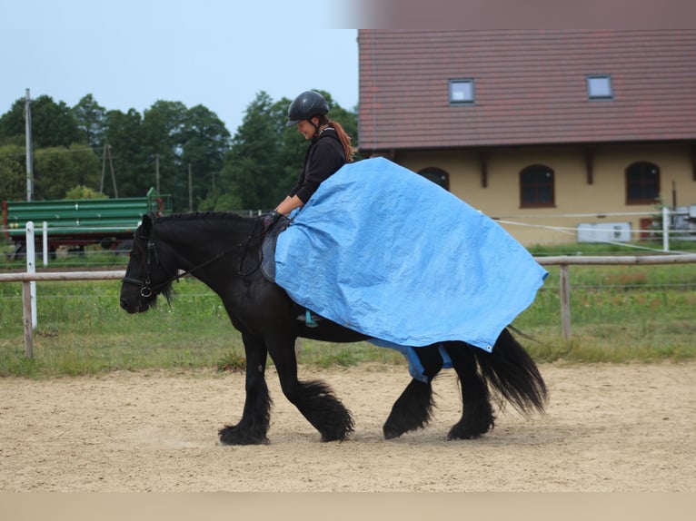 Fell pony Mare 10 years 14,1 hh Black in Santok