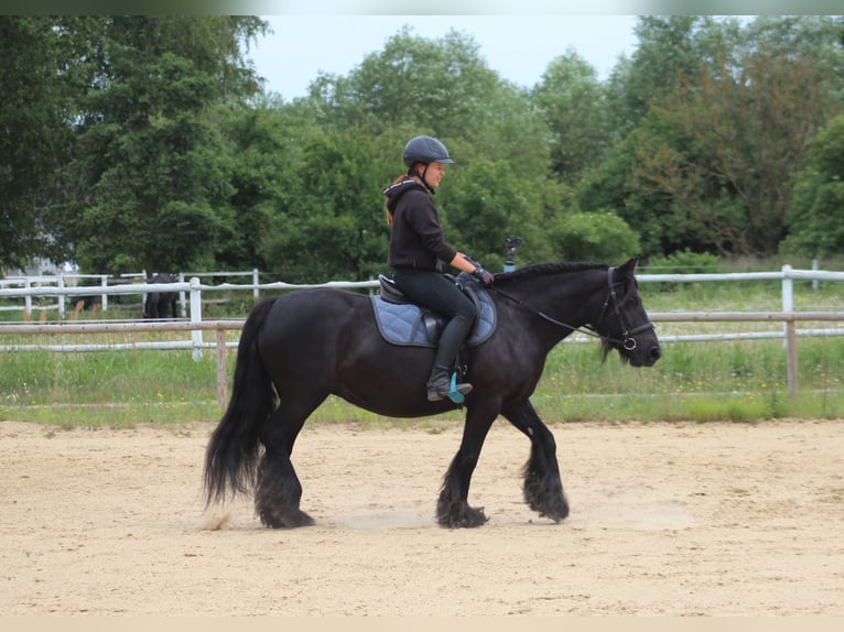 Fell pony Mare 10 years 14,1 hh Black in Santok