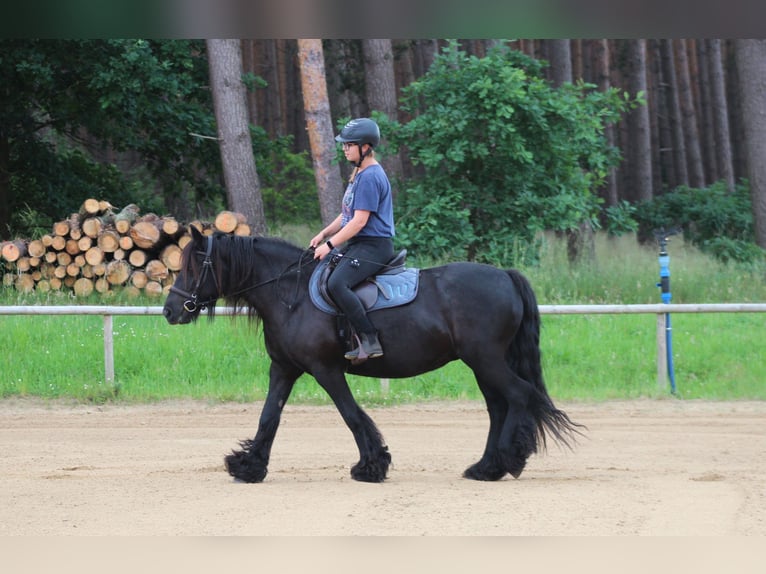 Fell pony Mare 10 years 14,1 hh Black in Santok