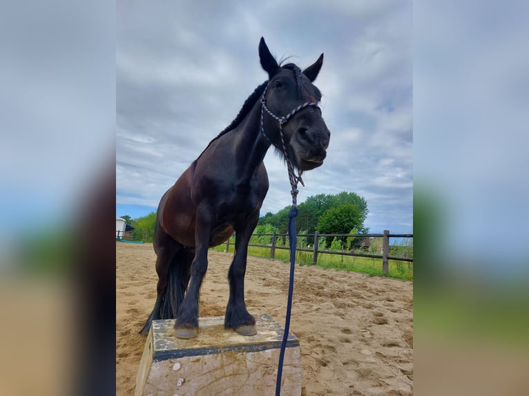 Fell pony Mare 11 years 13,1 hh Black in Rockanje