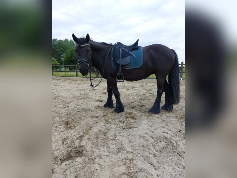 Fell pony Mare 11 years 13,1 hh Black in Rockanje