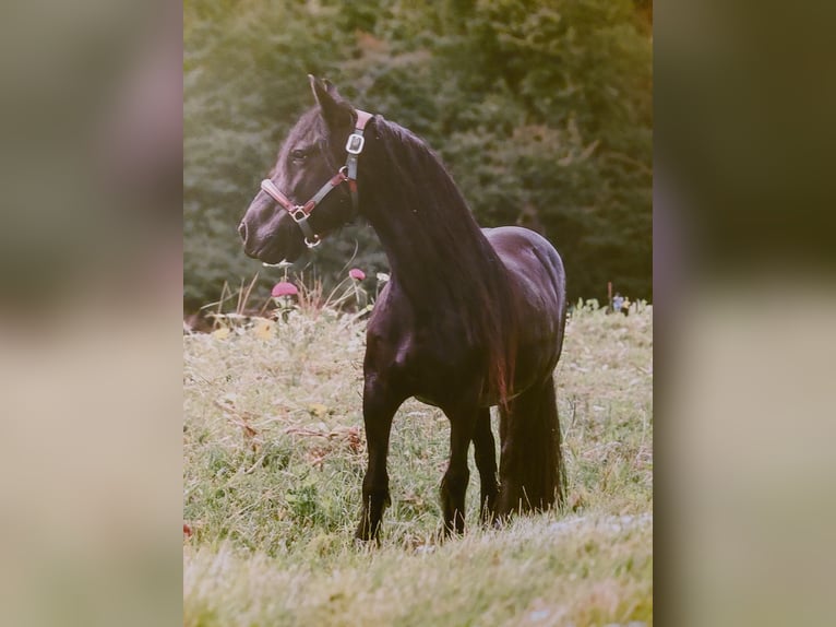 Fell pony Mare 11 years 13,1 hh Black in Rockanje