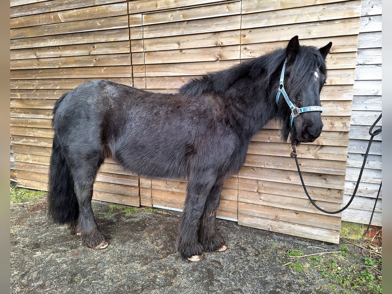 Fell pony Mare 14 years 12,2 hh Black in Weinsheim