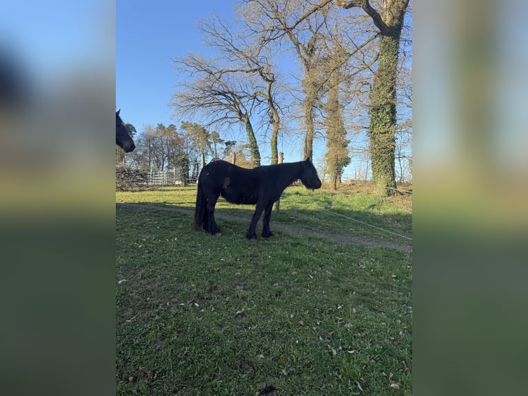 Fell pony Mare 14 years 13,3 hh Black in Rudolfingen