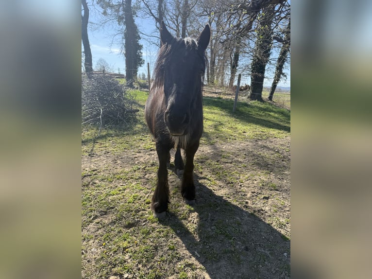 Fell pony Mare 14 years 13,3 hh Black in Rudolfingen