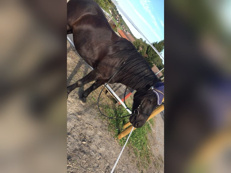 Fell pony Mare 14 years 13,3 hh Black in Rudolfingen