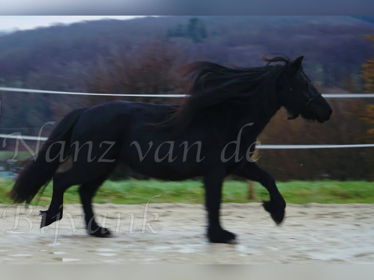 Fell pony Mare 17 years 13,2 hh Black in Wuppertal