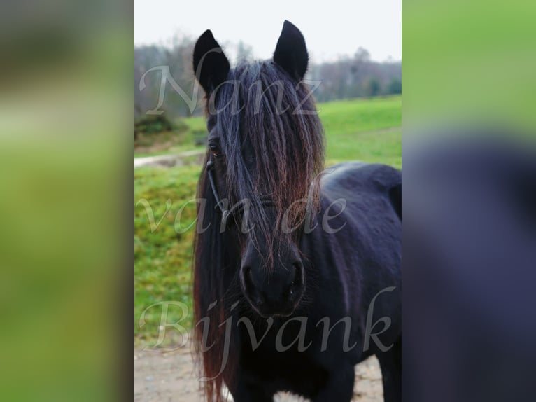 Fell pony Mare 18 years 13.2 hh Black in Wuppertal