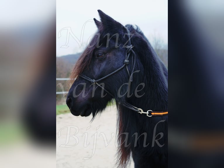 Fell pony Mare 18 years 13,2 hh Black in Wuppertal