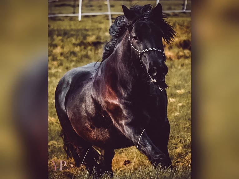 Fell pony Mare 19 years 13,1 hh Black in Himmelpforten