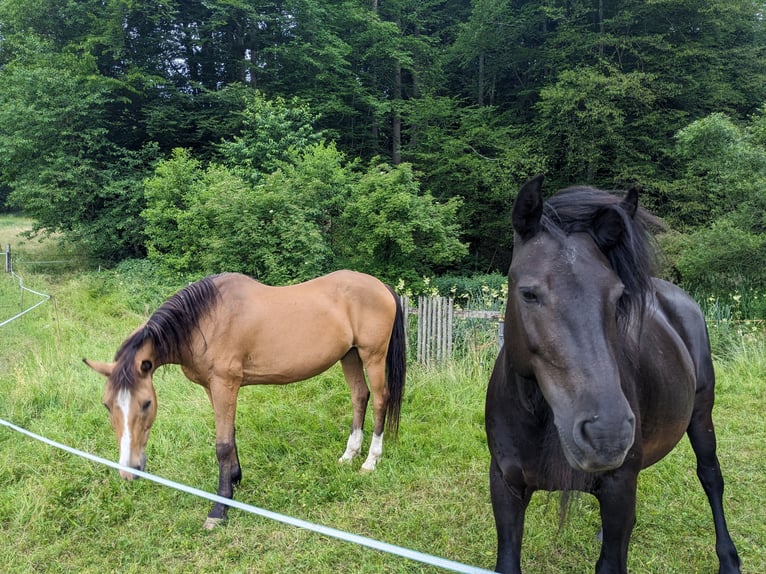 Fell pony Mix Mare 19 years Black in Timelkam