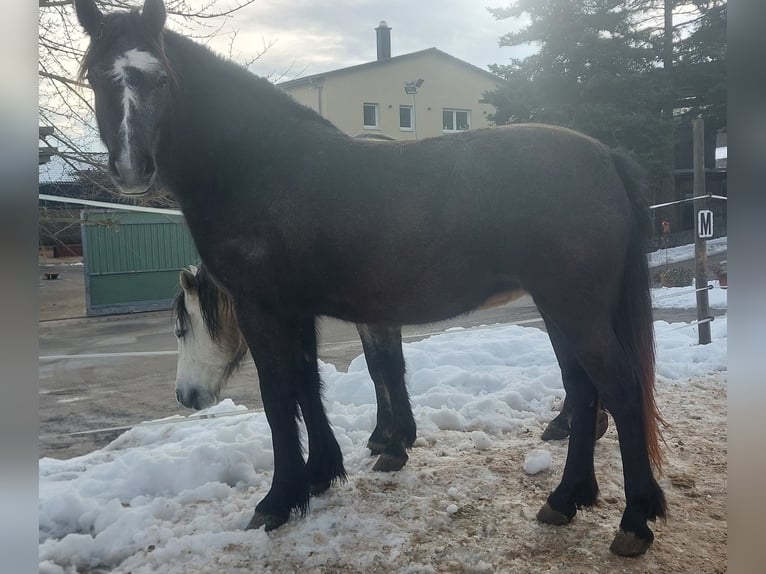 Fell pony Mix Mare 2 years 14.2 hh Grey-Dark-Tan in Güntersleben