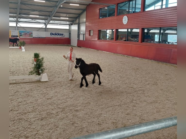 Fell pony Mare 3 years 12.2 hh Black in Den Ham