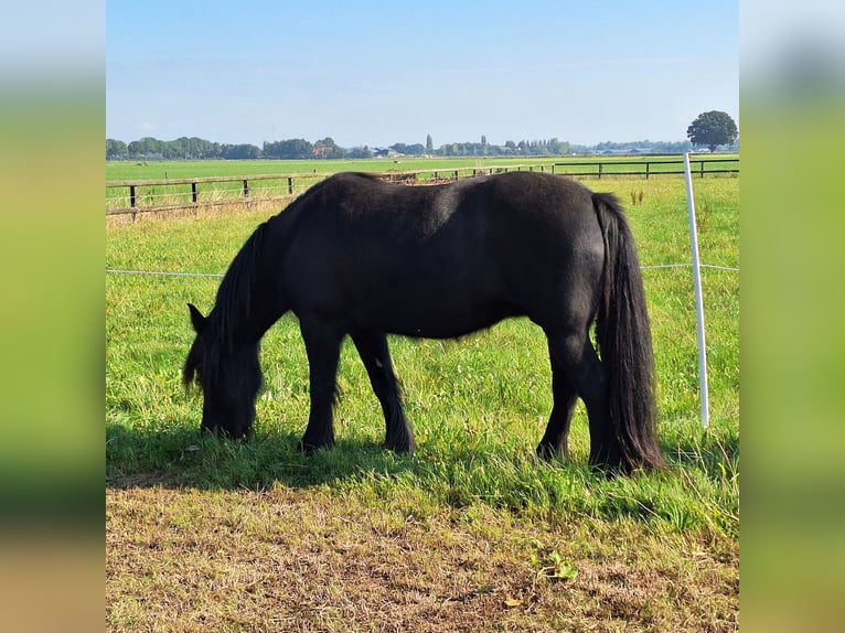 Fell pony Mare 3 years 13,2 hh Black in Zeddam