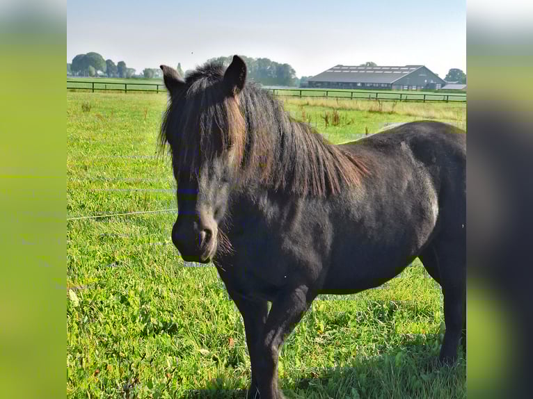 Fell pony Mare 3 years 13,2 hh Black in Zeddam