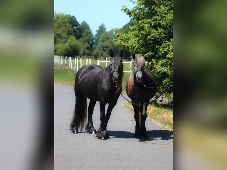 Fell pony Mare 3 years 14 hh Grey in Santok