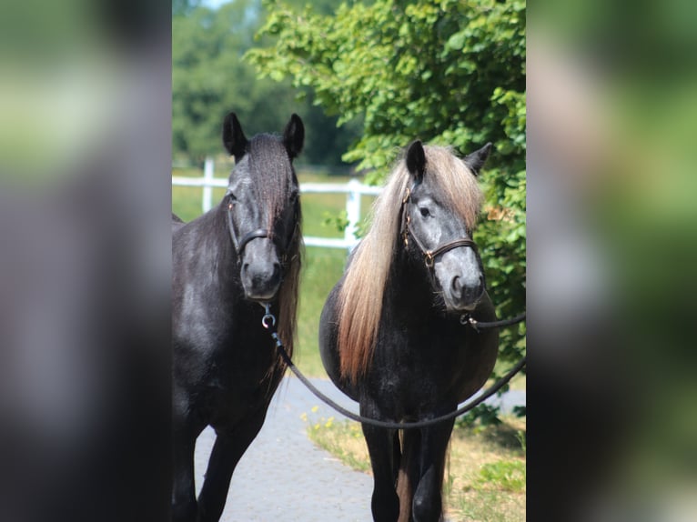 Fell pony Mare 3 years 14 hh Grey in Santok