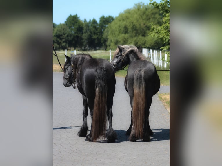 Fell pony Mare 3 years 14 hh Grey in Santok