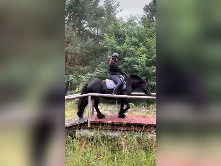 Fell pony Mare 5 years 13,2 hh Black in Santok