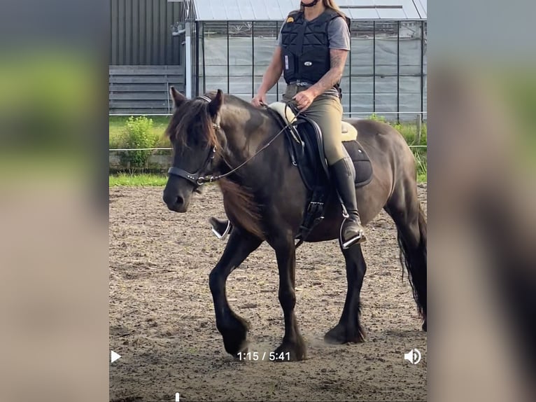 Fell pony Mare 5 years 13.3 hh Black in Voorhout
