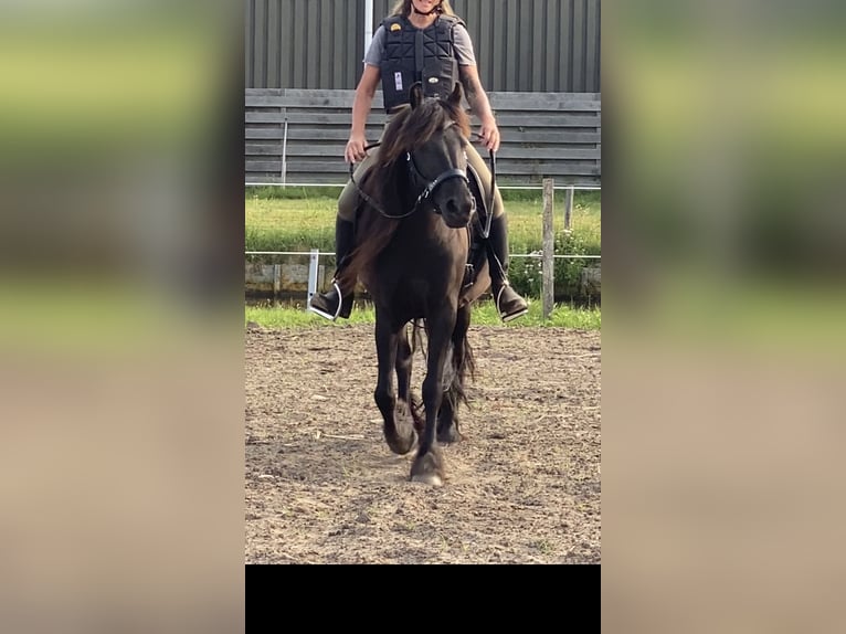 Fell pony Mare 5 years 13.3 hh Black in Voorhout