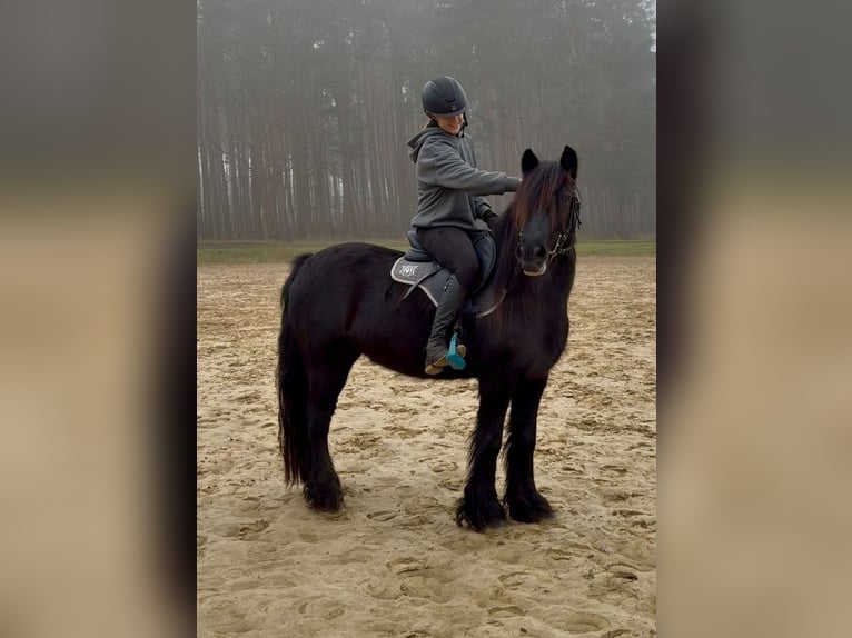 Fell pony Mare 5 years 14.1 hh Black in Santok