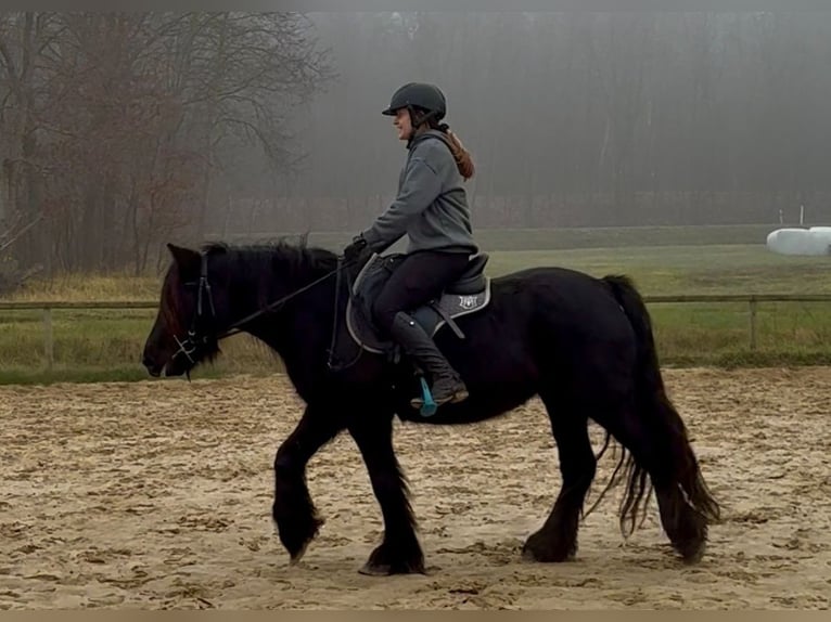 Fell pony Mare 5 years 14.1 hh Black in Santok