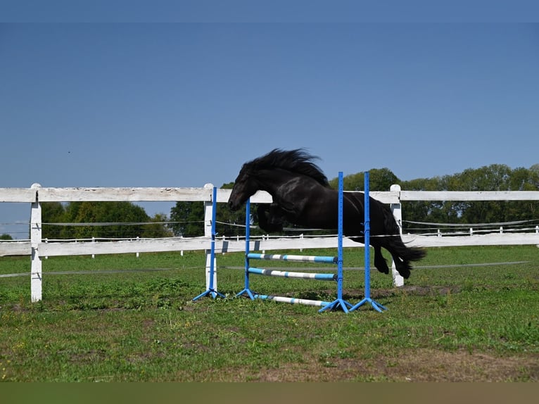 Fell pony Mare 5 years 14 hh Black in Santok