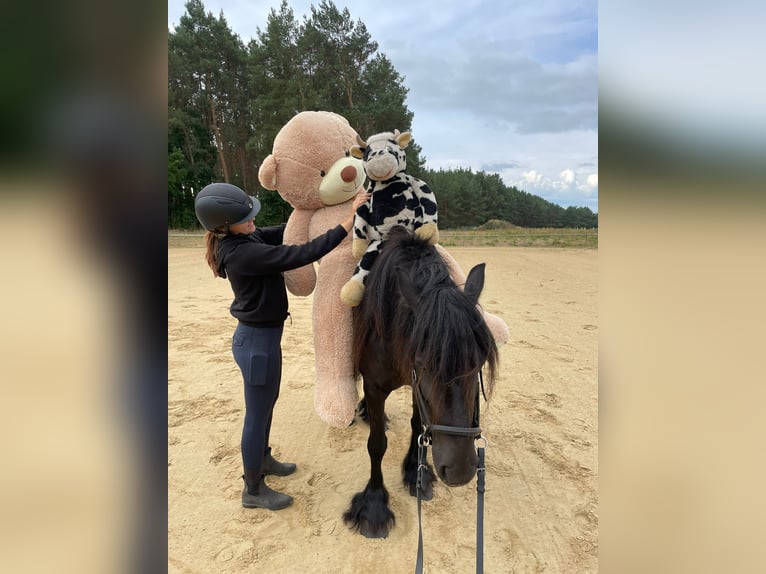 Fell pony Mare 6 years 13,2 hh Black in Santok