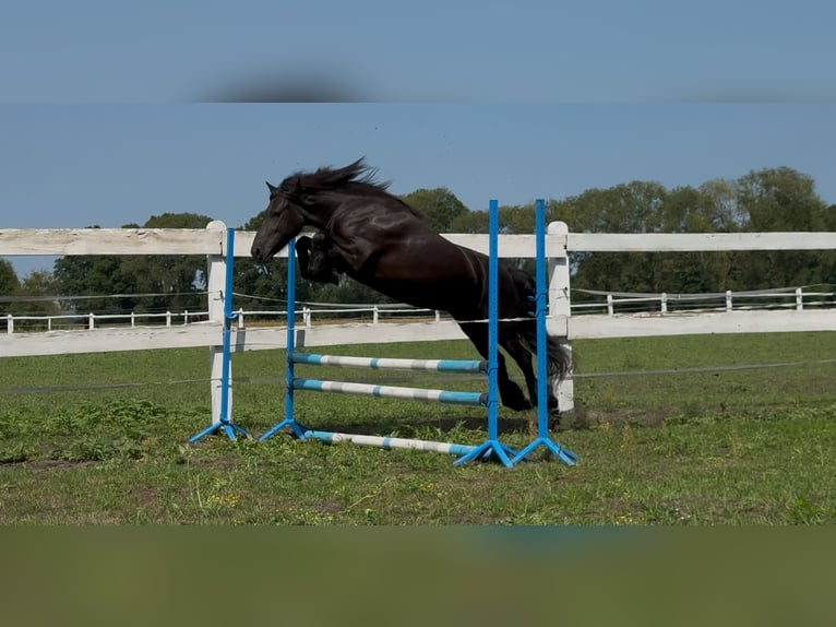 Fell pony Mare 6 years 13,2 hh Black in Santok