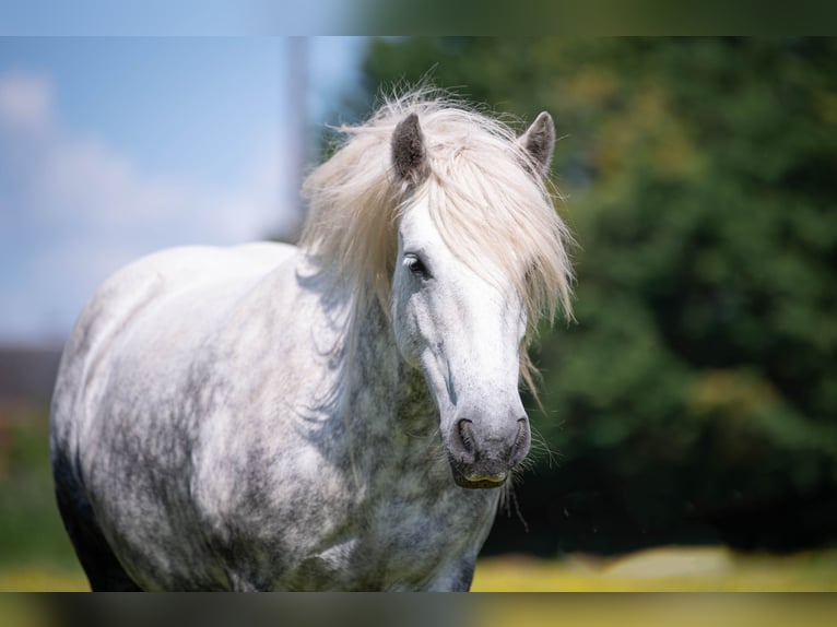 Fell pony Mare 6 years 13,2 hh Grey in La Motte Feuilly