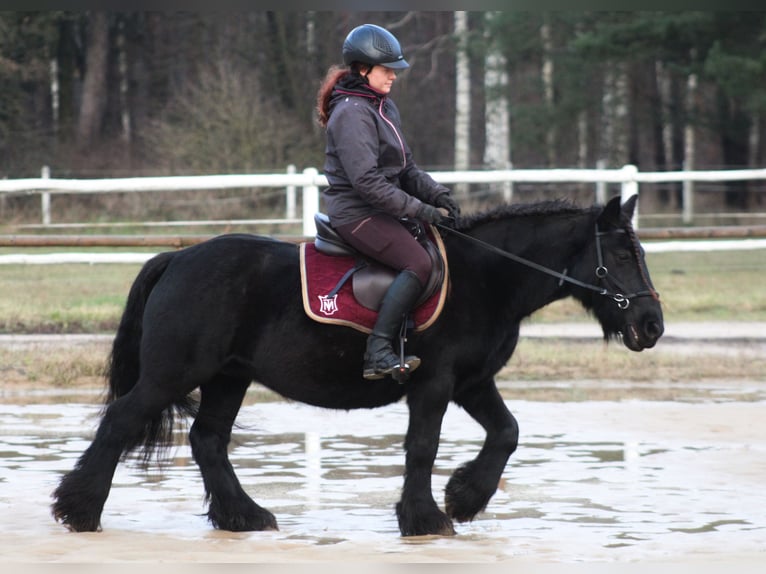 Fell pony Mare 9 years 13,1 hh Black in Santok