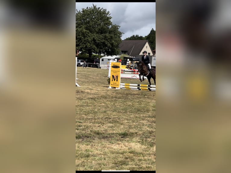 Fell pony Merrie 10 Jaar 140 cm Bruin in Osterholz-Scharmbeck