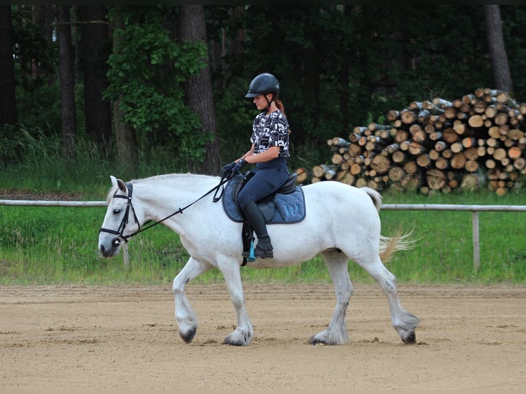 Fell pony Merrie 10 Jaar 142 cm Schimmel in Santok