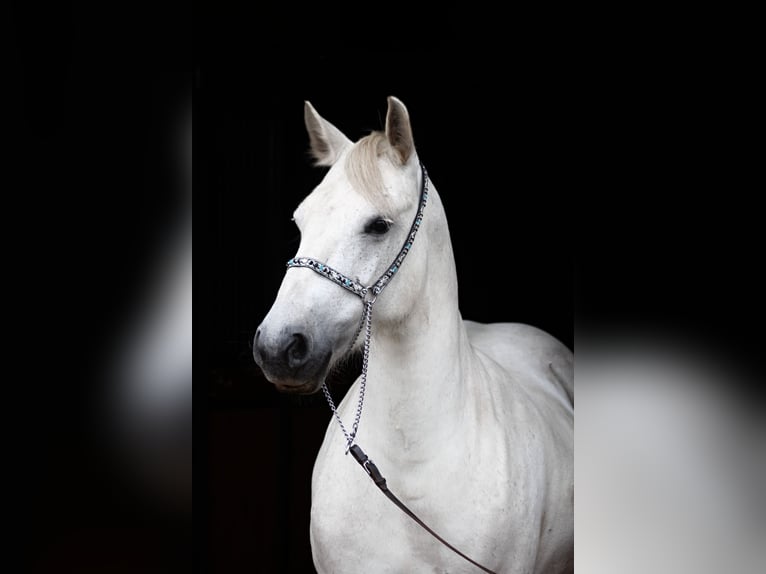 Fell pony Merrie 10 Jaar 142 cm Schimmel in Santok