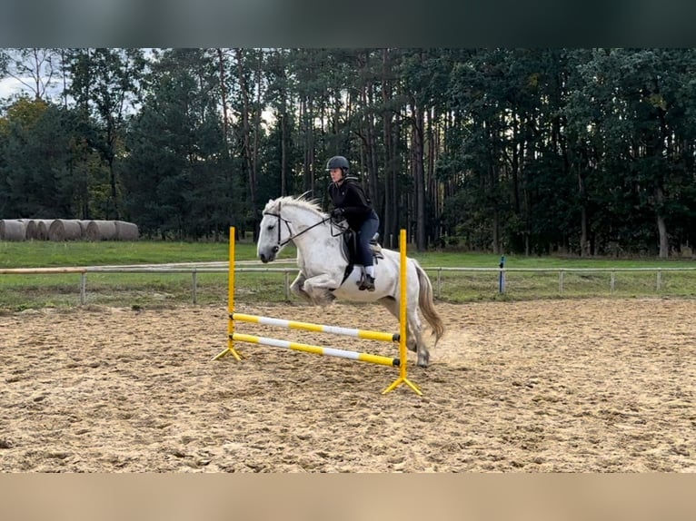 Fell pony Merrie 10 Jaar 142 cm Schimmel in Santok