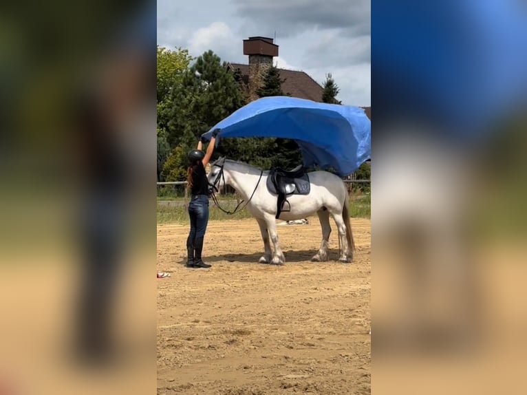 Fell pony Merrie 10 Jaar 142 cm Schimmel in Santok