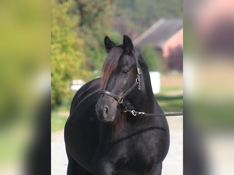 Fell pony Merrie 10 Jaar 145 cm Zwart in Santok