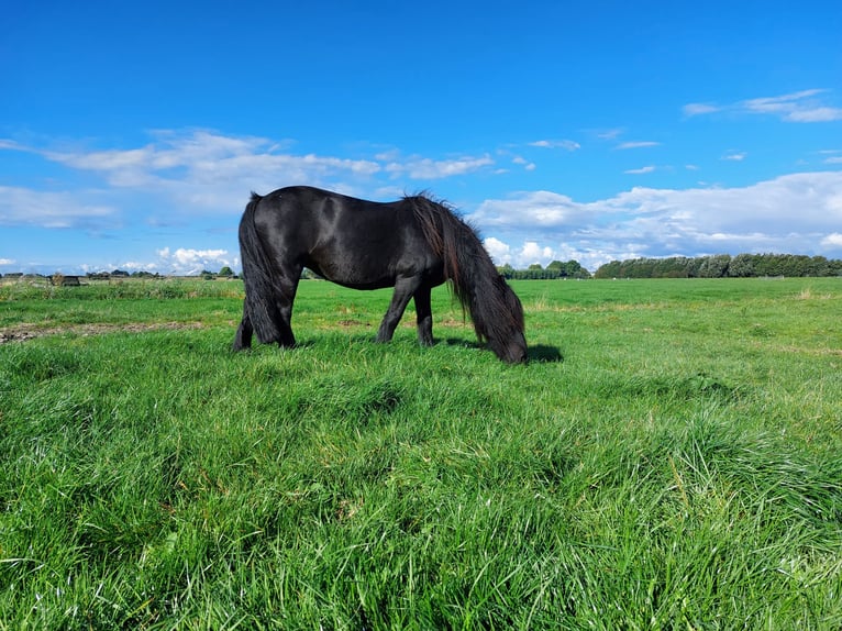 Fell pony Merrie 11 Jaar 135 cm Zwart in Rockanje