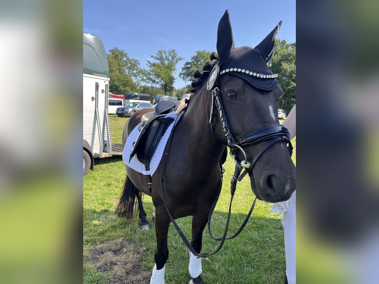 Fell pony Merrie 11 Jaar 140 cm Bruin in Osterholz-Scharmbeck