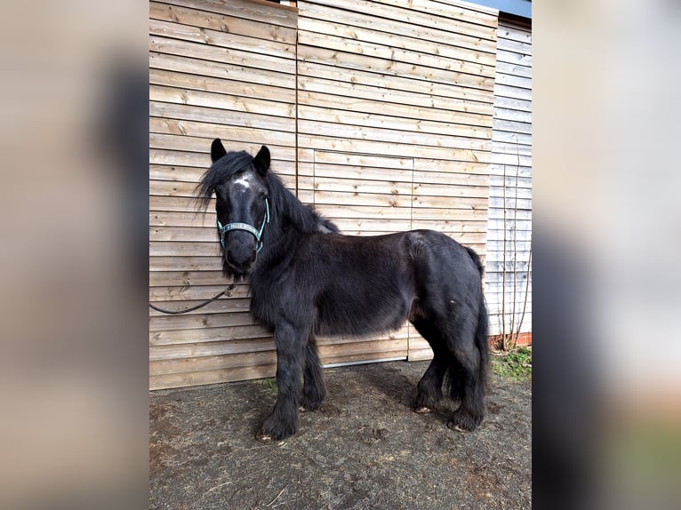 Fell pony Merrie 14 Jaar 130 cm Zwart in Weinsheim