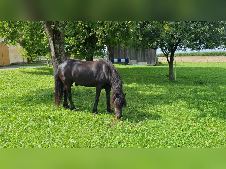 Fell pony Merrie 16 Jaar 150 cm Zwart in Kraiburg am Inn