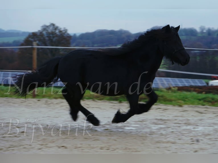 Fell pony Merrie 17 Jaar 138 cm Zwart in Wuppertal